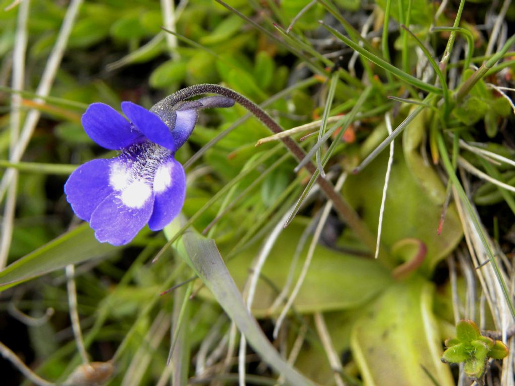 quale Pinguicula?  Pinguicula cfr. leptoceras